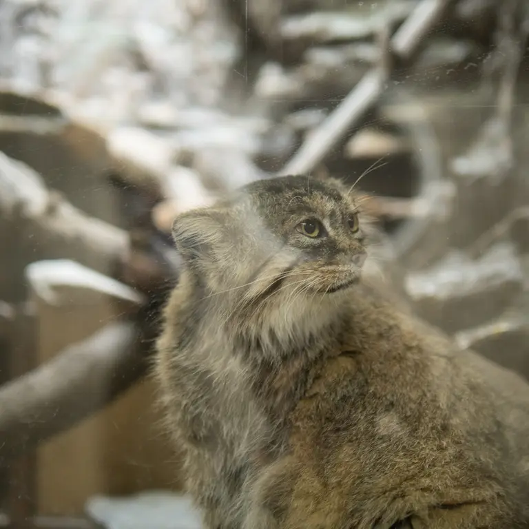 A photograph of Primula in Ueno Zoological Gardens
