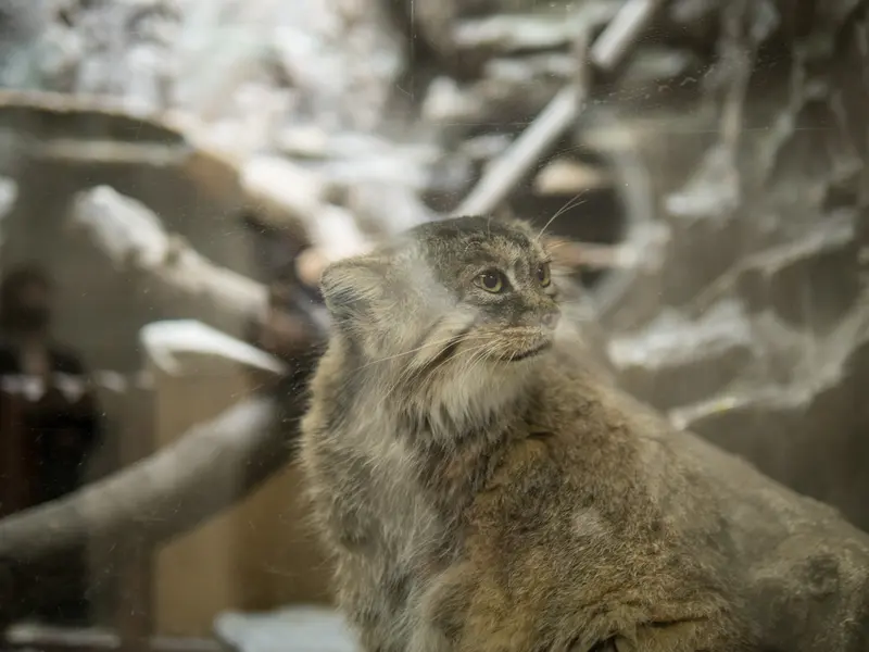 A photograph of Primula in Ueno Zoological Gardens