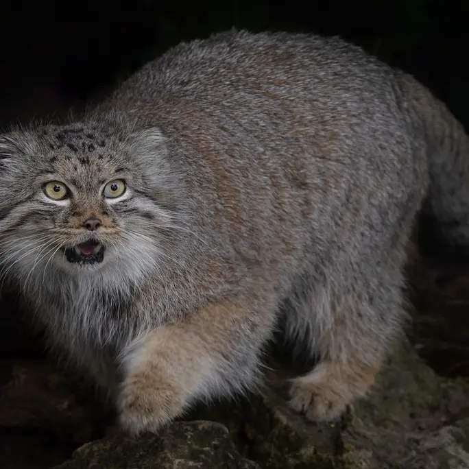 A photograph of Qara in The Big Cat Sanctuary