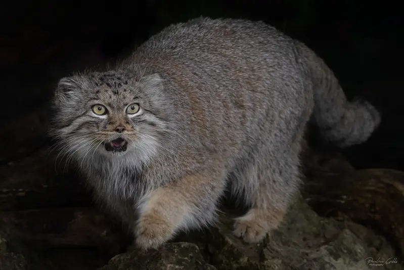 A photograph of Qara in The Big Cat Sanctuary