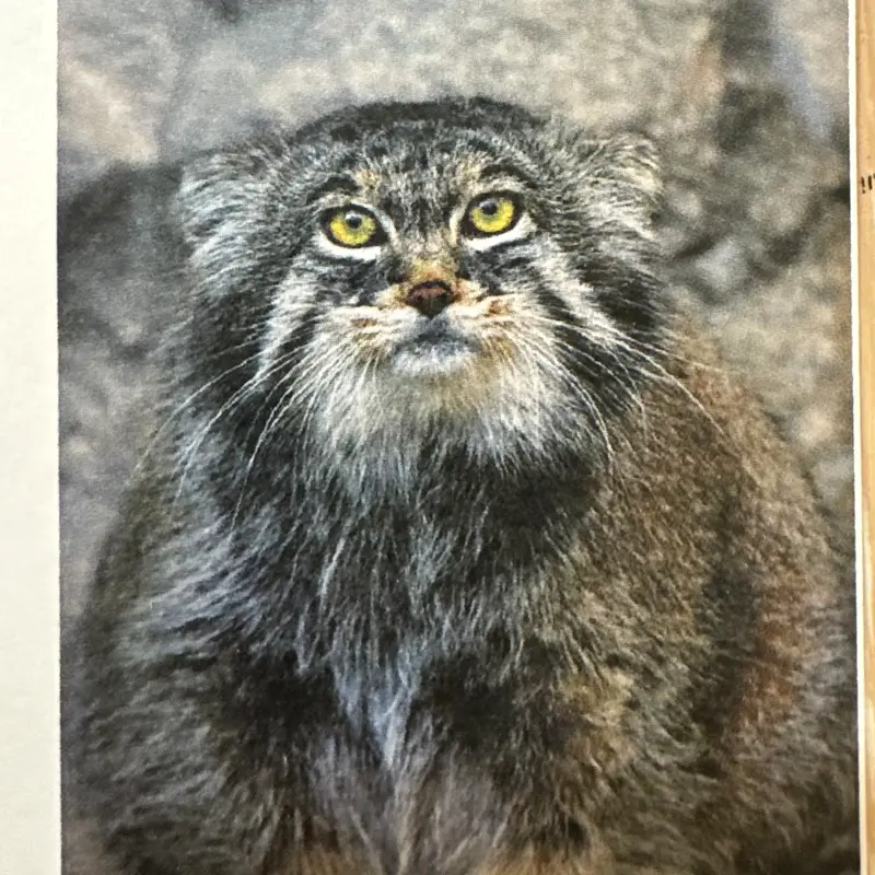 A photograph of a Pallas's cat in Leningrad zoo