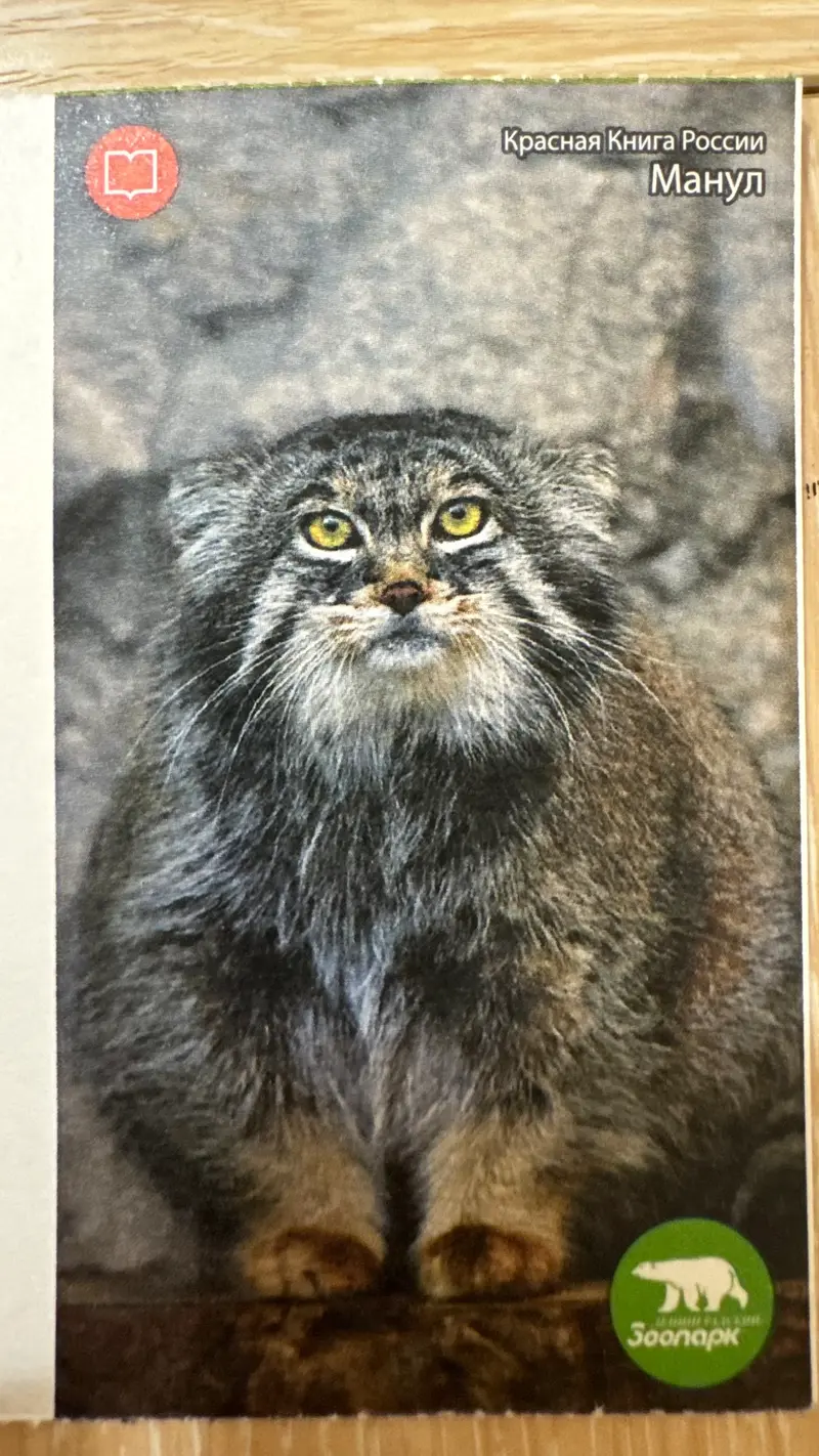 A photograph of a Pallas's cat in Leningrad zoo