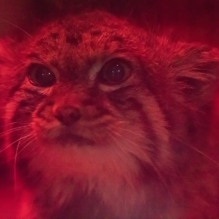 A photograph of Naim in Ueno Zoological Gardens