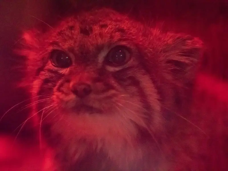 A photograph of Naim in Ueno Zoological Gardens