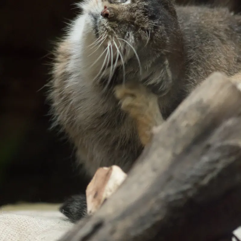 A photograph of Primula in Ueno Zoological Gardens