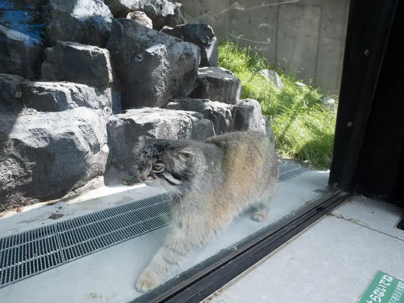 A photograph of Grusha in Asahiyama Zoo