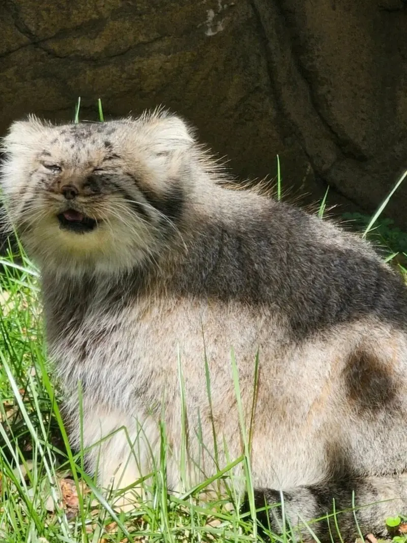 A photograph of a Pallas's cat
