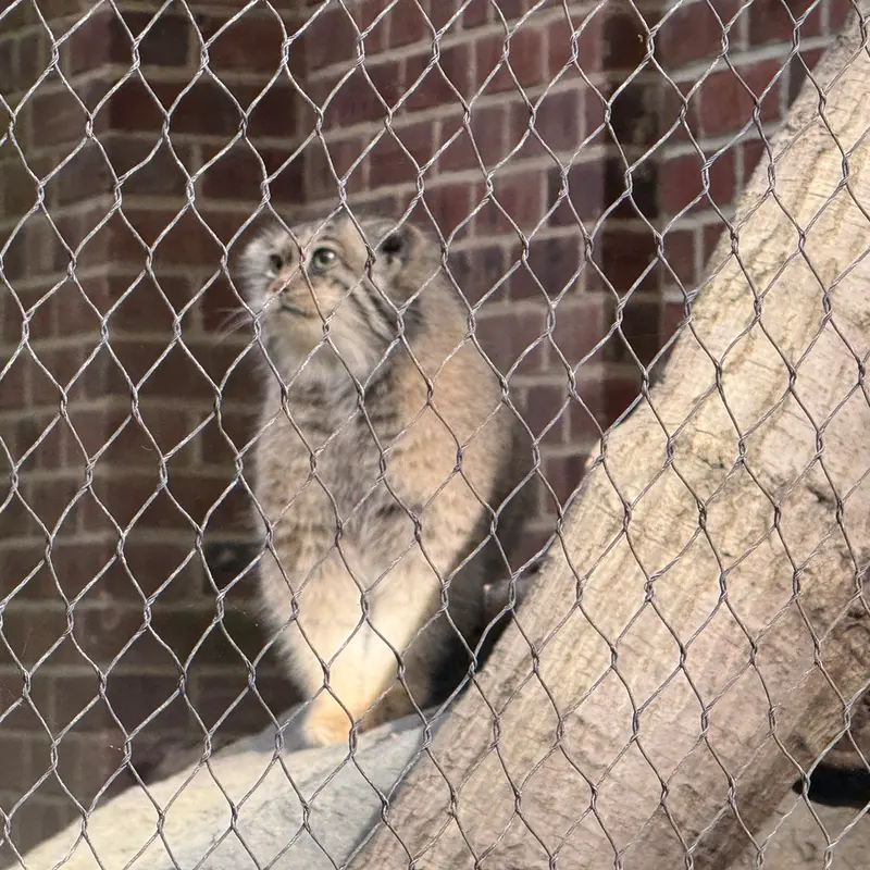 A photograph of Sarnai in Prospect Park Zoo