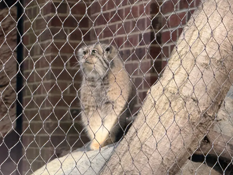 A photograph of Sarnai in Prospect Park Zoo