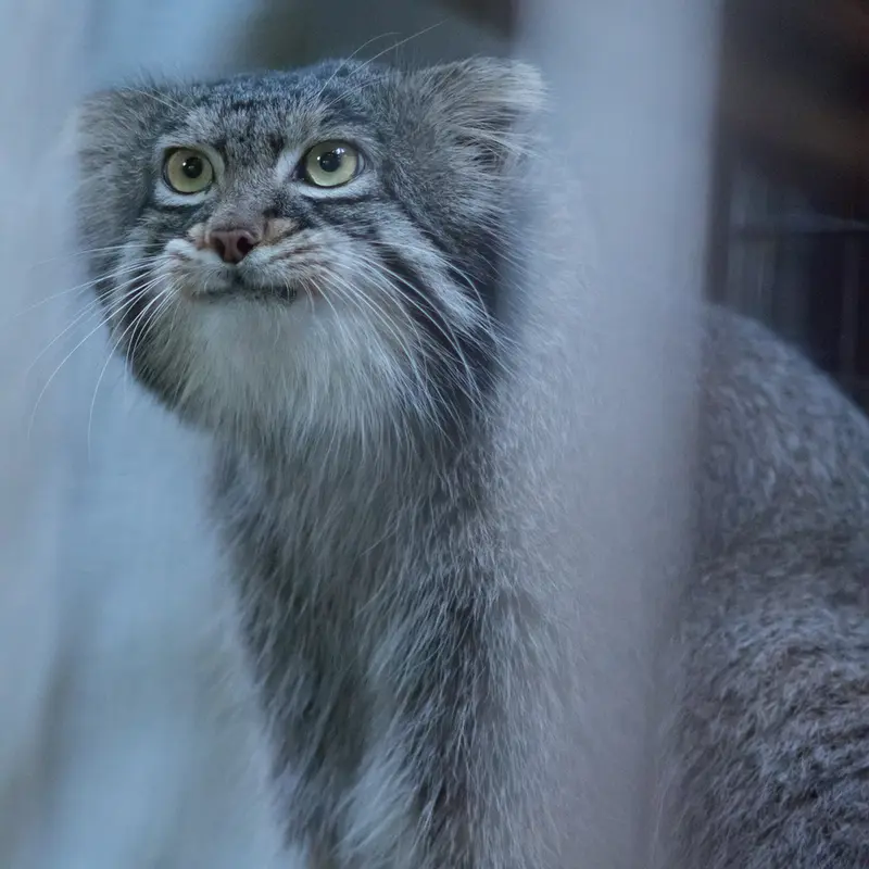 A photograph of Figa in Nogeyama Zoo