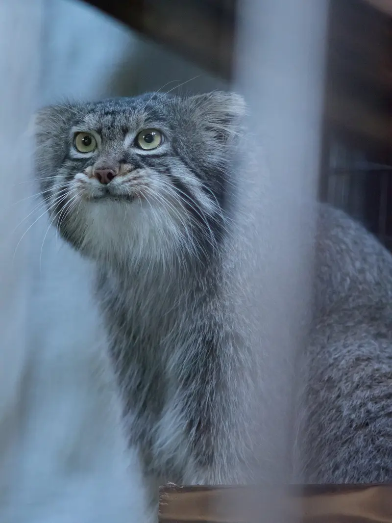 A photograph of Figa in Nogeyama Zoo