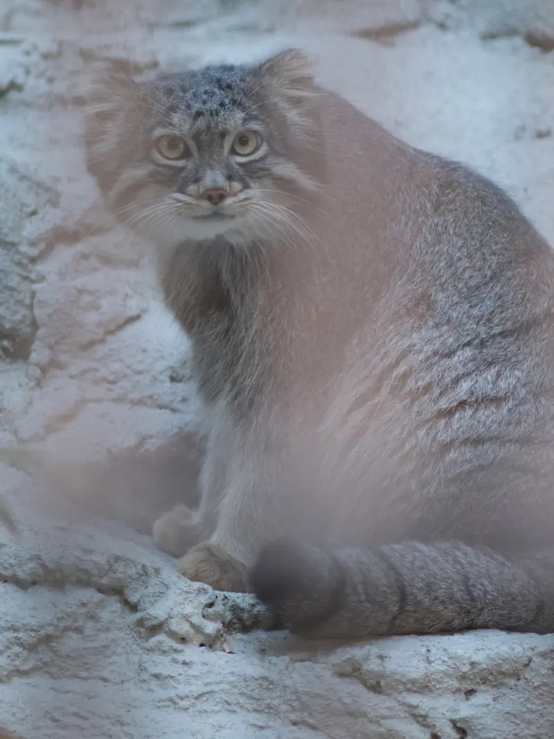 A photograph of Figa in Nogeyama Zoo