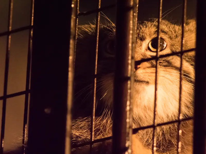 A photograph of Figa in Nogeyama Zoo