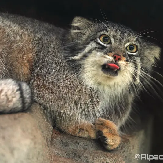 A photograph of Oto in Kobe Animal Kingdom
