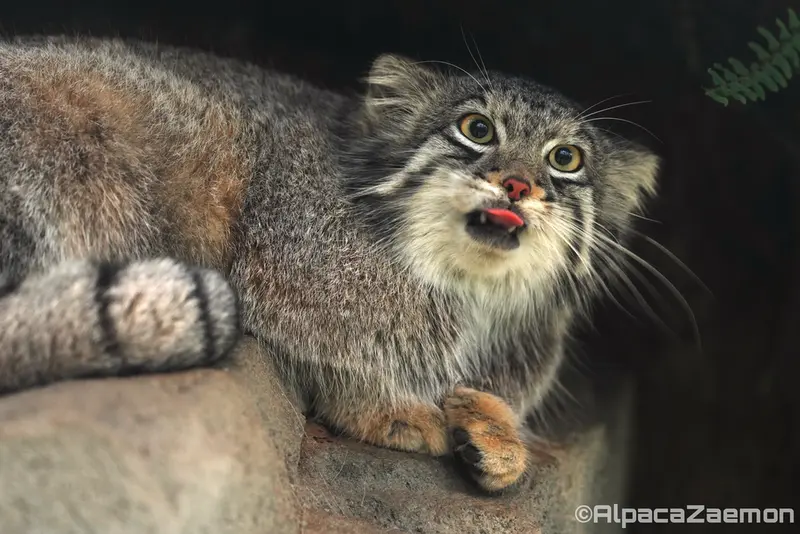 A photograph of Oto in Kobe Animal Kingdom