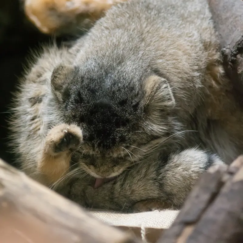 A photograph of Primula in Ueno Zoological Gardens