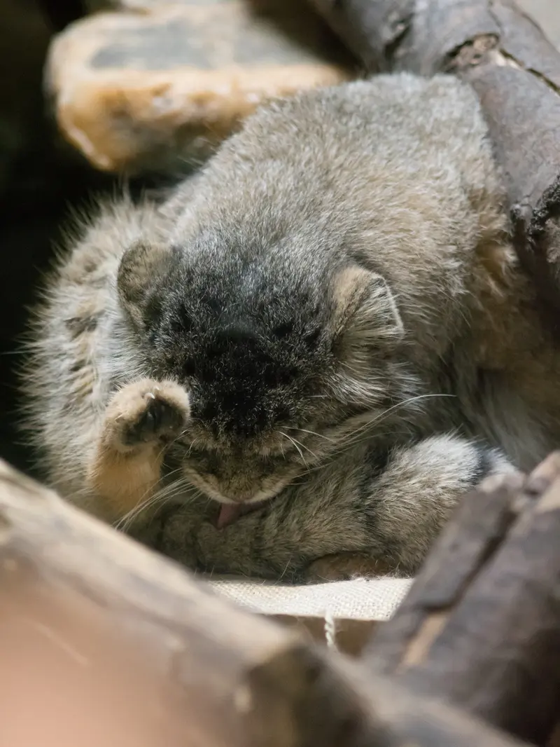 A photograph of Primula in Ueno Zoological Gardens
