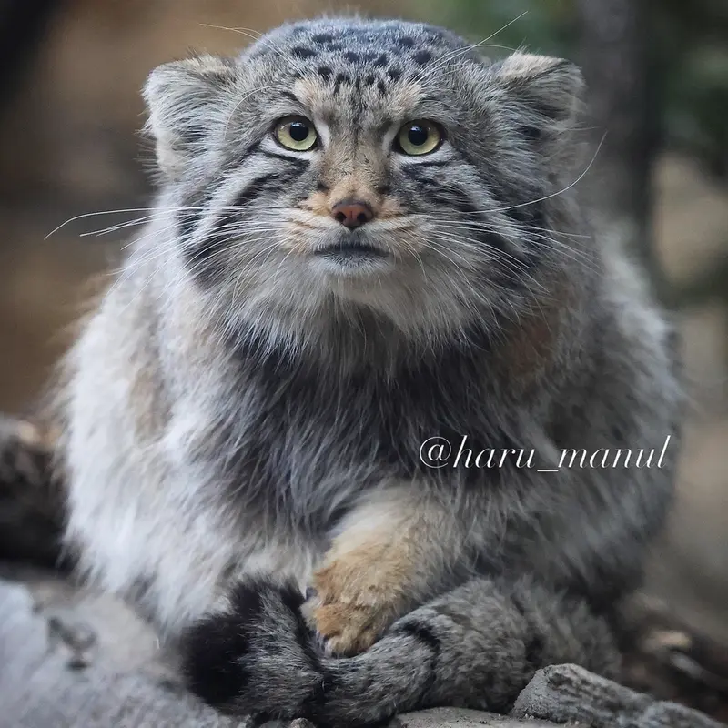 A photograph of Nagomu in Nasu Animal Kingdom