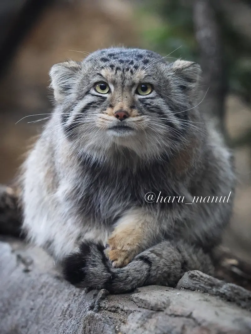 A photograph of Nagomu in Nasu Animal Kingdom