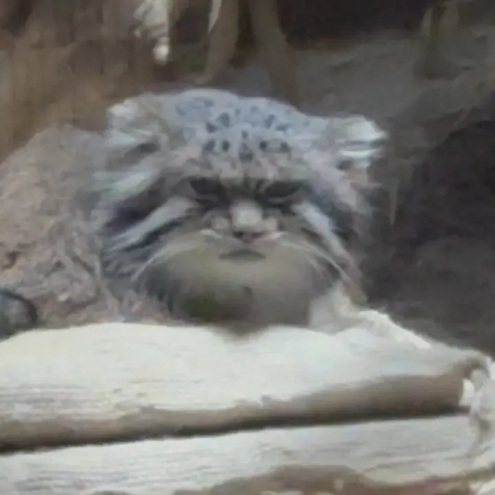 A photograph of a Pallas's cat