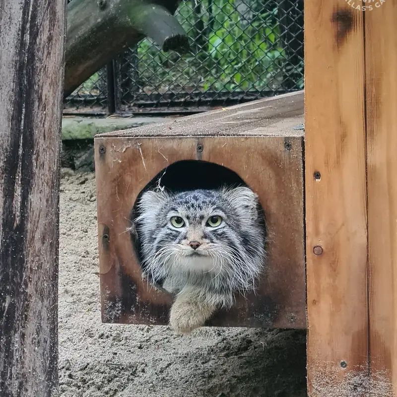 A photograph of a Pallas's cat