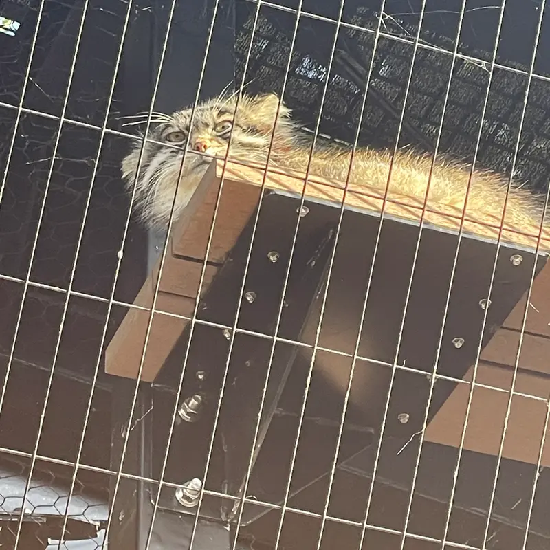 A photograph of Grusha in Asahiyama Zoo