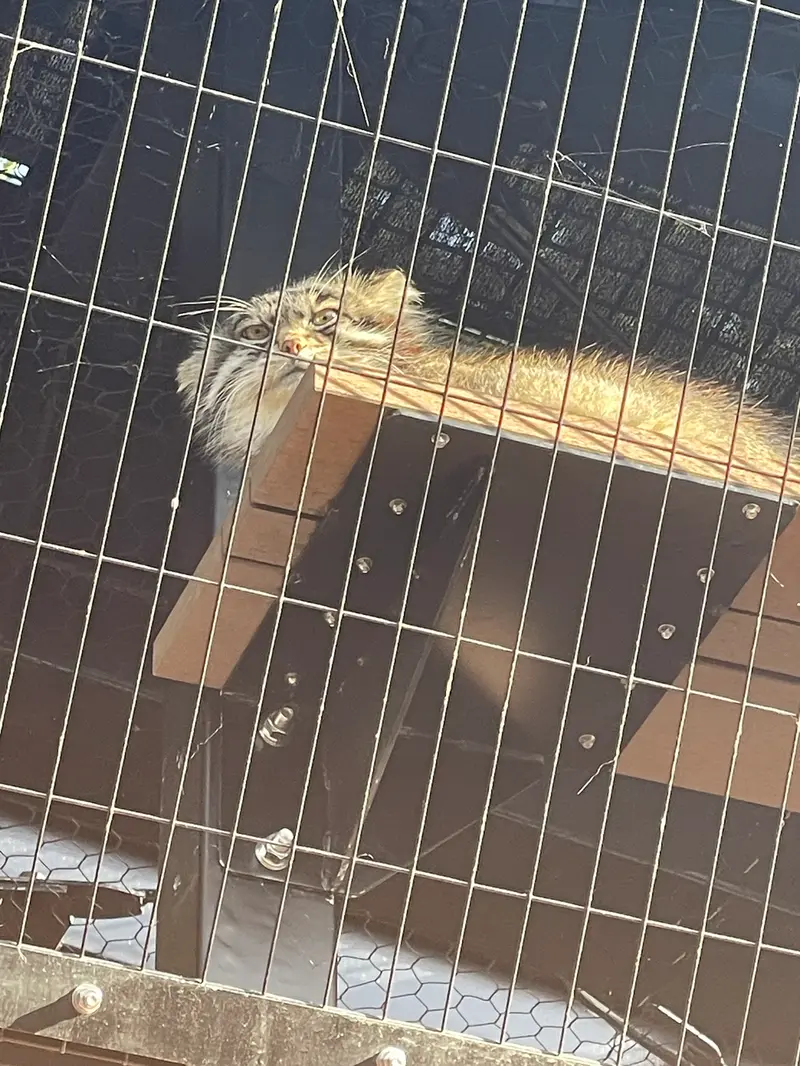A photograph of Grusha in Asahiyama Zoo