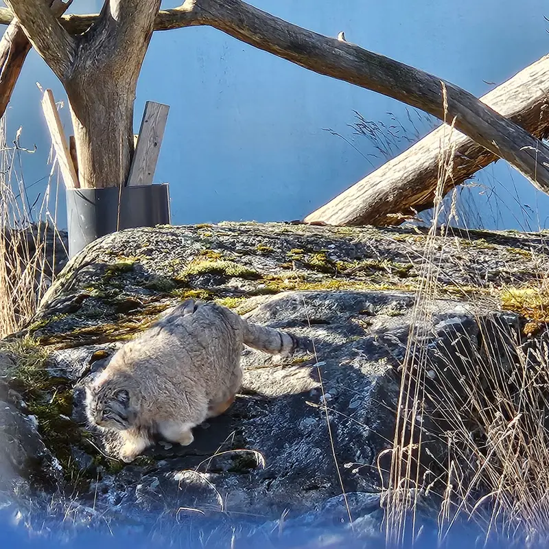 A photograph of Mimi in Korkeasaari Zoo