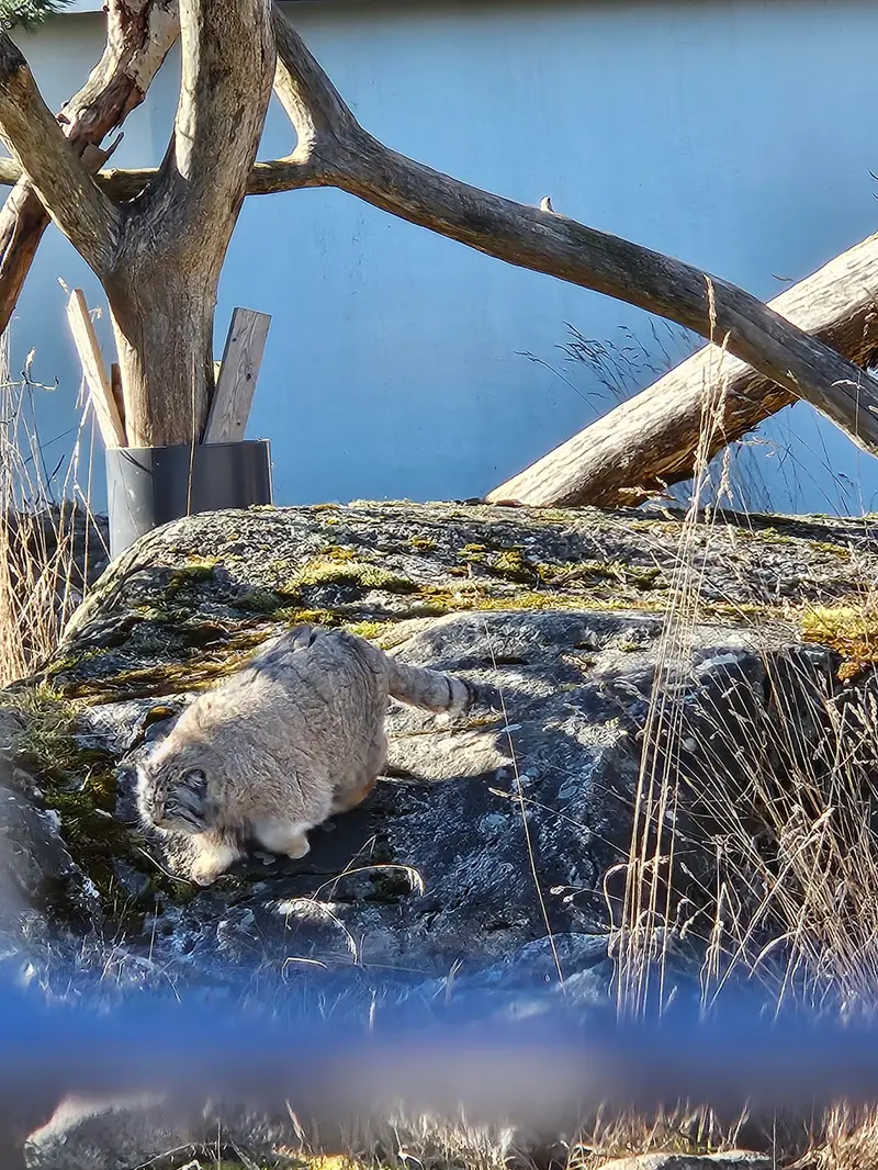 A photograph of Mimi in Korkeasaari Zoo