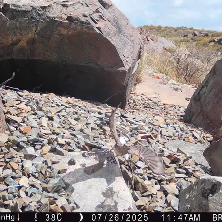 A photograph of a Pallas's cat from Kiikbai [new] camera trap