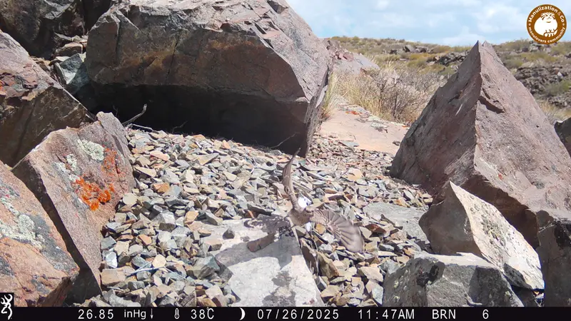 A photograph of a Pallas's cat from Kiikbai [new] camera trap