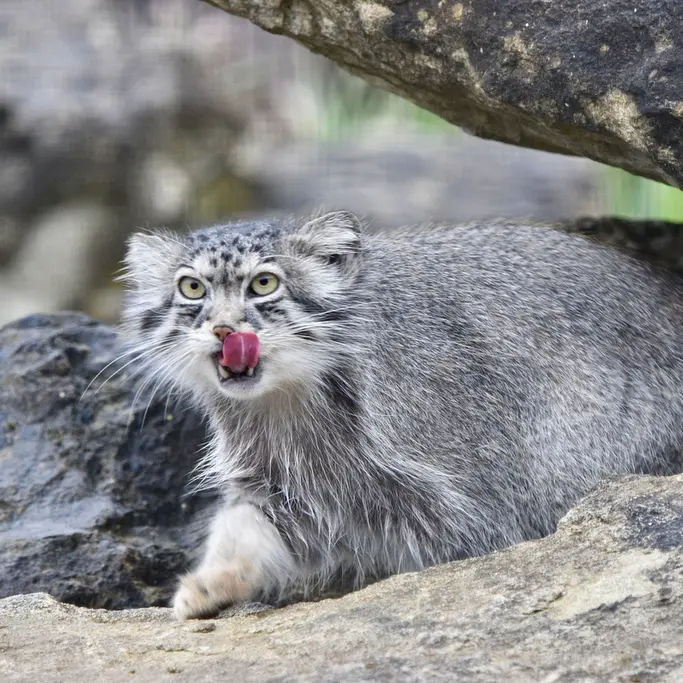 A photograph of Namuu in Port Lympne Wild Animal Park