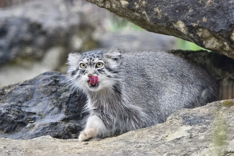 A photograph of Namuu in Port Lympne Wild Animal Park