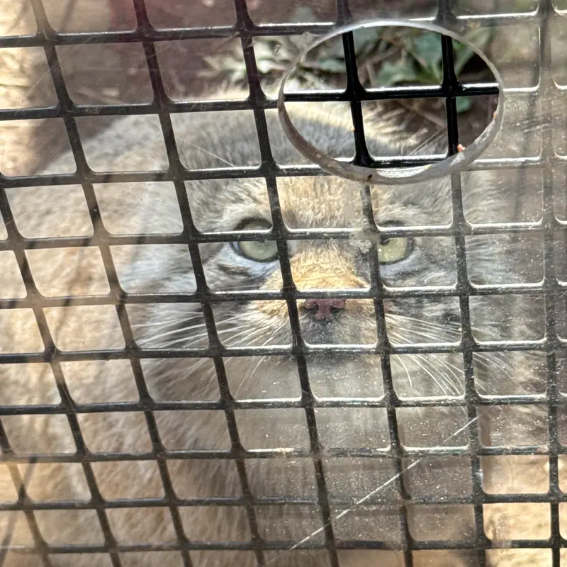 A photograph of Reza in Elmwood Park Zoo