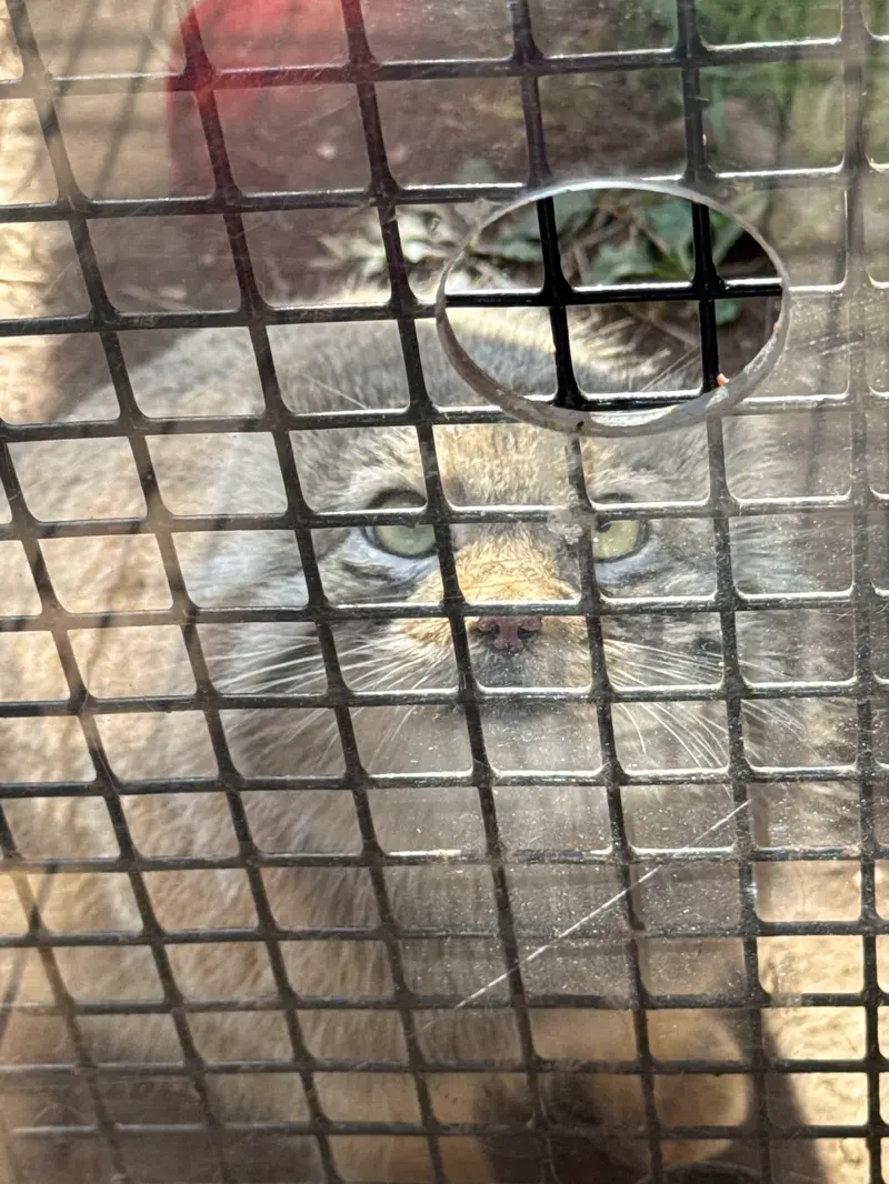A photograph of Reza in Elmwood Park Zoo