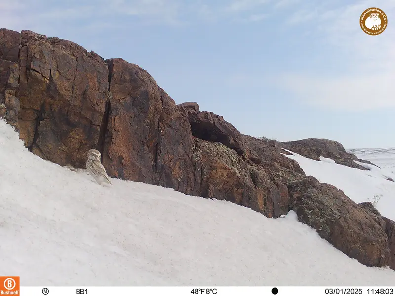 A photograph of Little Owl from Aktas-Kunkora camera trap