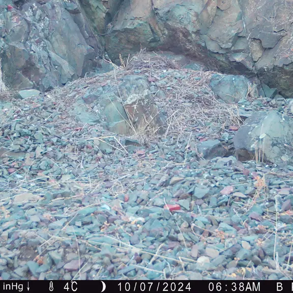 A photograph of Otocolobus manul manul from Egizkara [new] camera trap