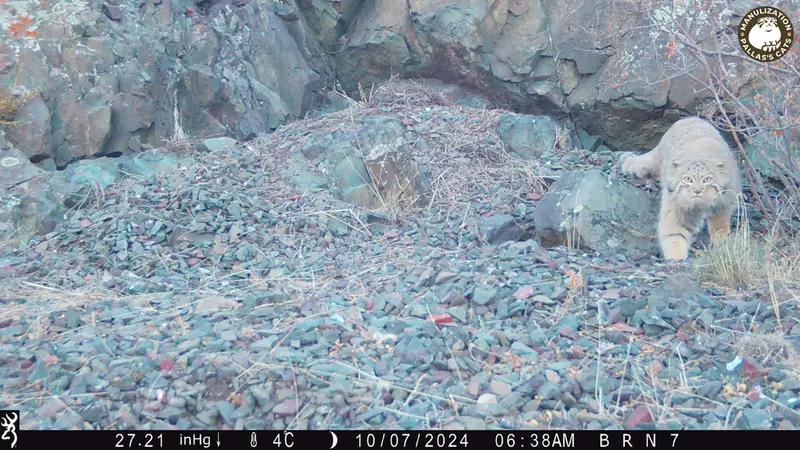 A photograph of Otocolobus manul manul from Egizkara [new] camera trap