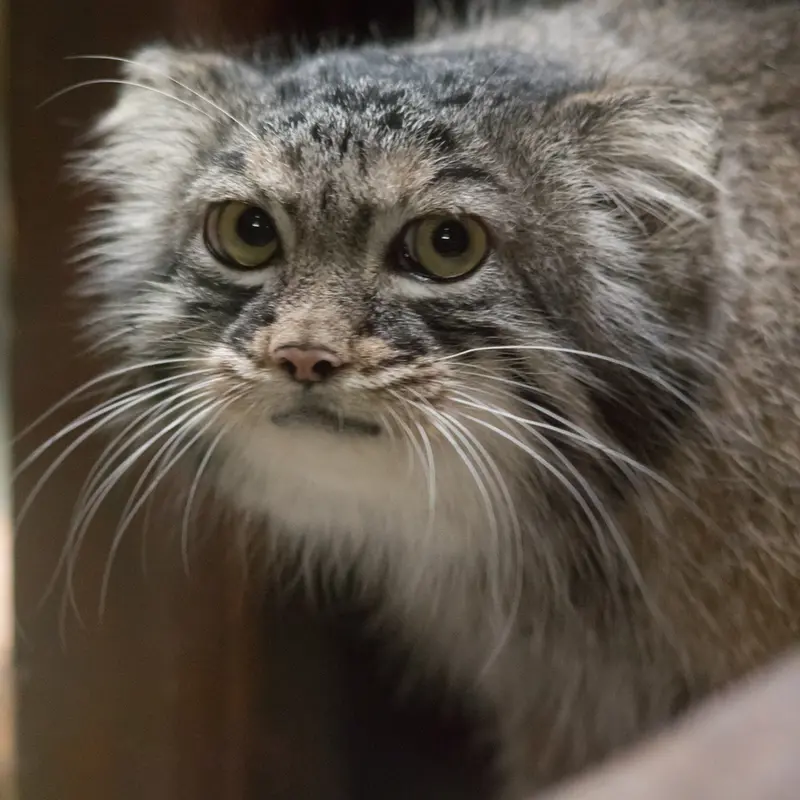 A photograph of Shafran in Ueno Zoological Gardens
