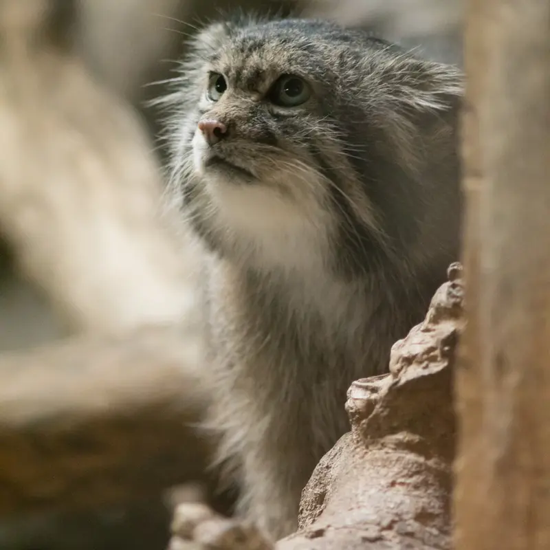 A photograph of Klyon in Ueno Zoological Gardens