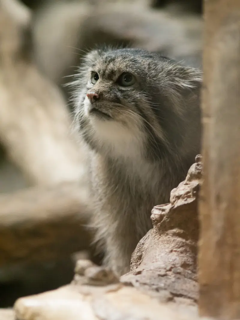 A photograph of Klyon in Ueno Zoological Gardens