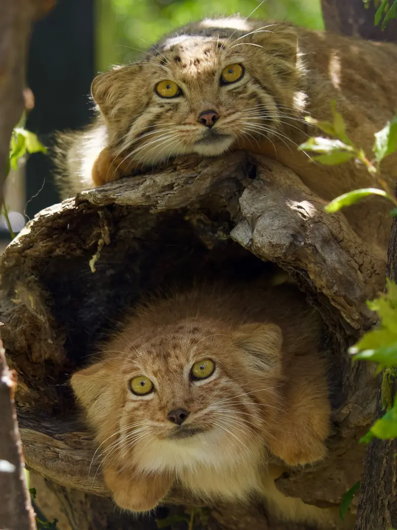 A photograph of Manó and Nanó in Yerevan Zoo
