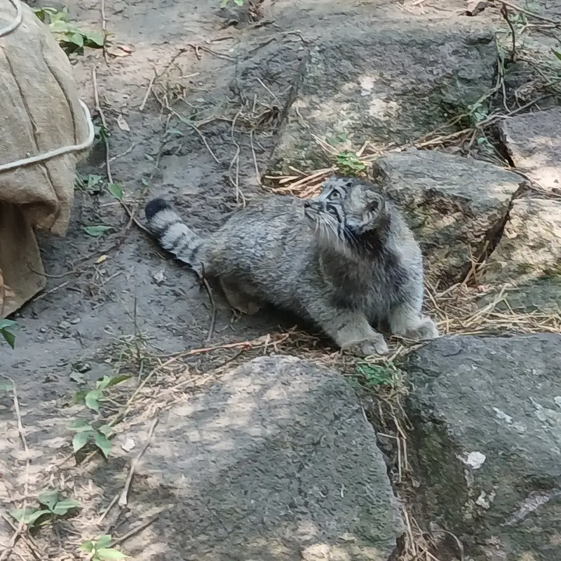 A photograph of Boris Ⅱ in Budapest Zoo & Botanical Garden