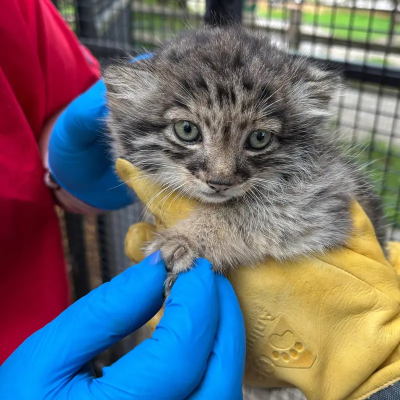 A photograph of a Pallas's cat in Niabi Zoo