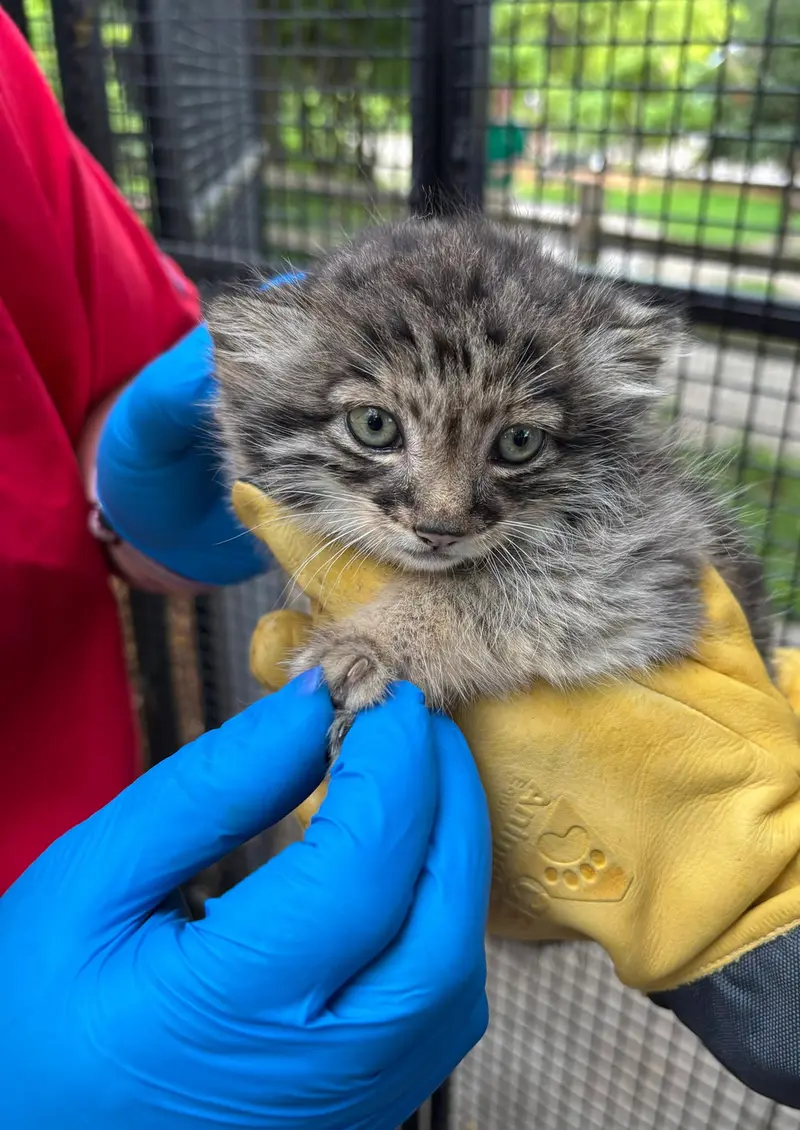 A photograph of a Pallas's cat in Niabi Zoo