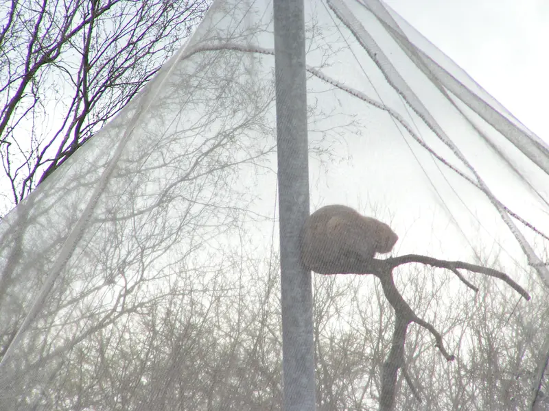 A photograph of Bat-Erdene in The Lakeland Wildlife Oasis