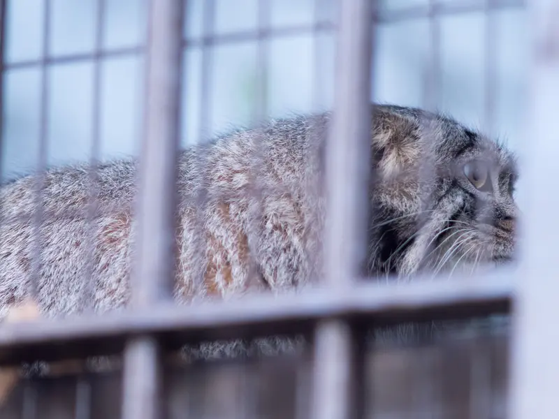 A photograph of Figa in Nogeyama Zoo
