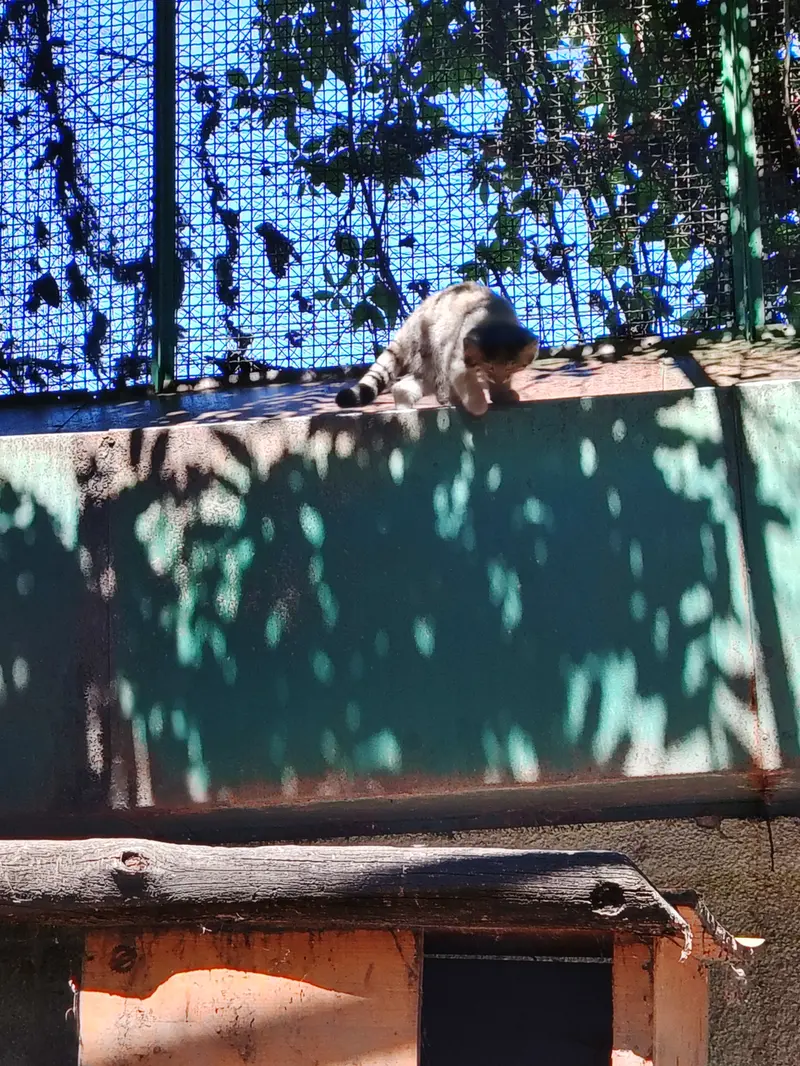 A photograph of Boris Ⅱ in Budapest Zoo & Botanical Garden