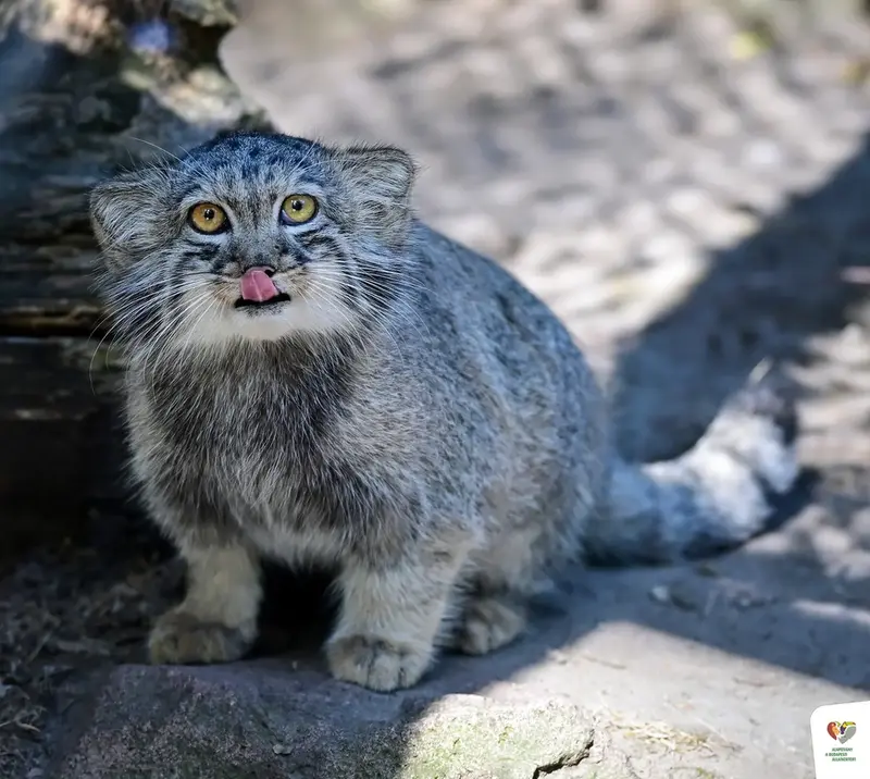 A photograph of Boris Ⅱ in Budapest Zoo & Botanical Garden