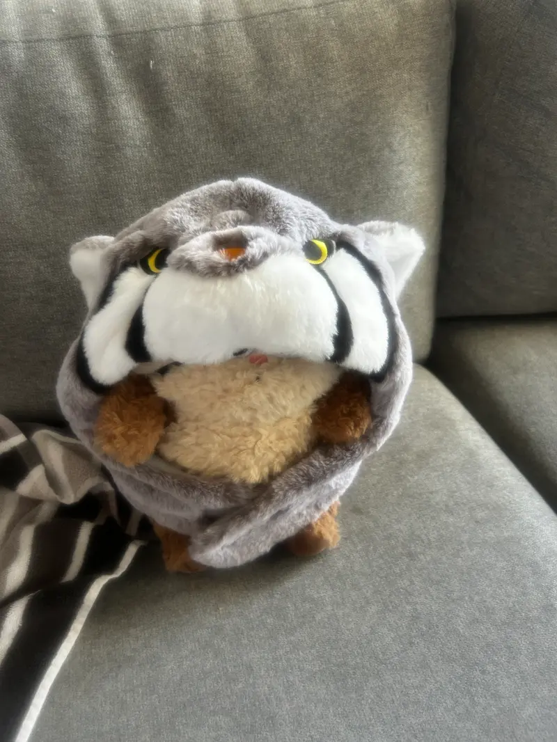 A photograph of a Pallas's cat